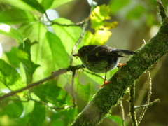 Petroica macrocephala toitoi