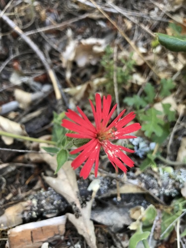 iNaturalist observation photo of cardinal catchfly