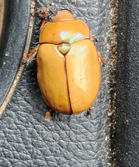 Anoplognathus suturalis