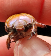 Anoplognathus suturalis