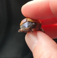 Anoplognathus suturalis