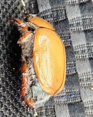 Anoplognathus suturalis