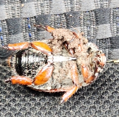 Anoplognathus suturalis