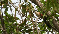 Centropus senegalensis