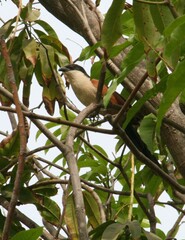 Centropus senegalensis