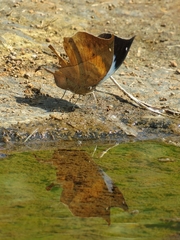 Kallima horsfieldii
