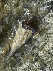 Clibanarius tricolor