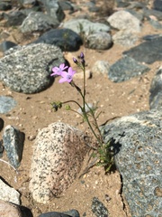 Gilia flavocincta