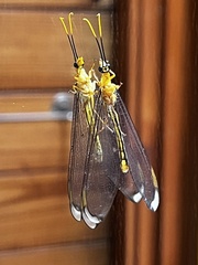 Nymphes