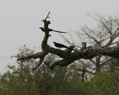 Lamprotornis caudatus
