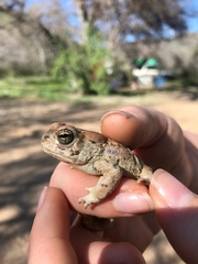 Anaxyrus microscaphus
