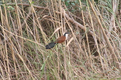 Centropus senegalensis