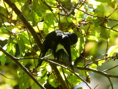 Petroica macrocephala macrocephala