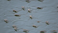 Aquarius adelaidis
