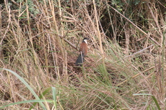 Centropus senegalensis