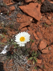 Layia glandulosa