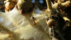 Oecophylla smaragdina