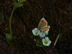 Argyrophenga antipodum