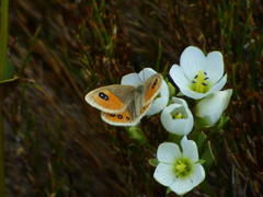 Argyrophenga antipodum