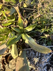 Grindelia integrifolia