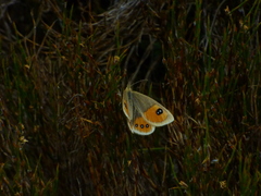 Argyrophenga antipodum