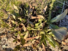 Grindelia integrifolia