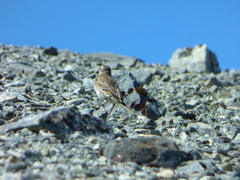 Anthus novaeseelandiae