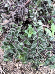 Hedeoma reverchonii