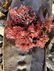 Microcladia coulteri