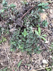 Hedeoma reverchonii