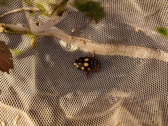 Thermonectus marmoratus