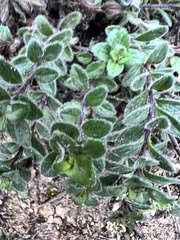 Hedeoma reverchonii