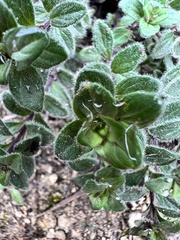 Hedeoma reverchonii