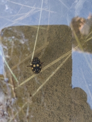 Thermonectus marmoratus