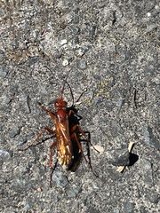 Sphictostethus nitidus