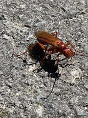 Sphictostethus nitidus