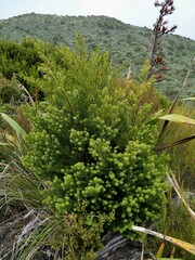 Halocarpus biformis