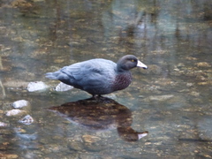 Hymenolaimus malacorhynchos