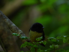 Petroica macrocephala macrocephala