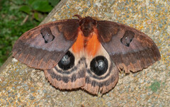 Automeris larra
