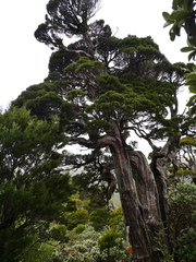 Libocedrus bidwillii