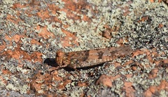 Trimerotropis saxatilis