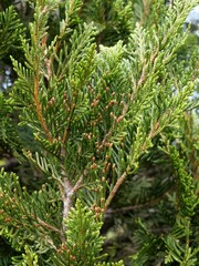 Libocedrus bidwillii