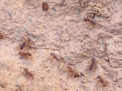 Cyphomyrmex flavidus