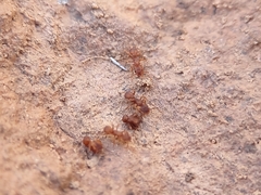Cyphomyrmex flavidus
