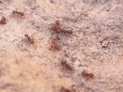 Cyphomyrmex flavidus