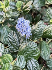 Ceanothus thyrsiflorus
