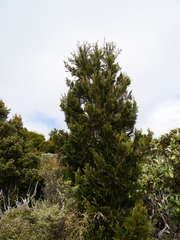 Libocedrus bidwillii