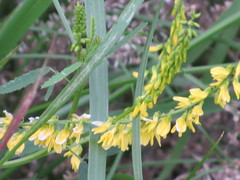 Melilotus officinalis
