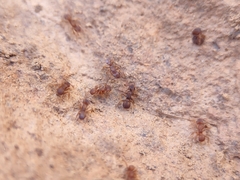 Cyphomyrmex flavidus